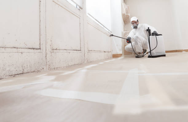 Black mold remediation team in Oldtown
